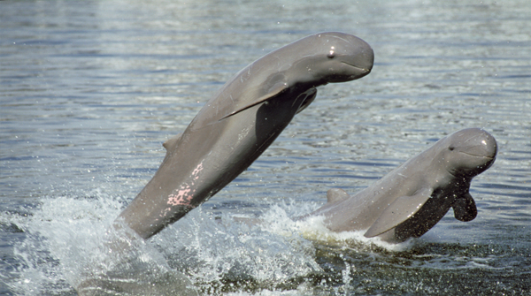 Irrawaddy Dolphins