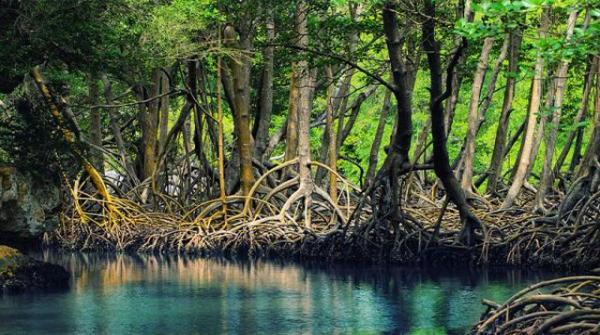 Mangrove Forest